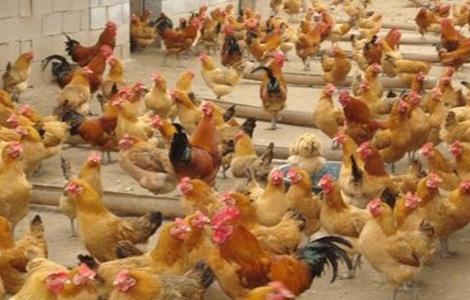 养鸡场如何防治禽流感（养鸡场如何防治禽流感病毒）