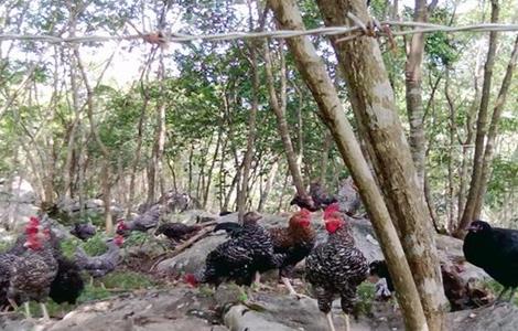 生态养鸡的注意事项（生态养鸡的注意事项和要求）