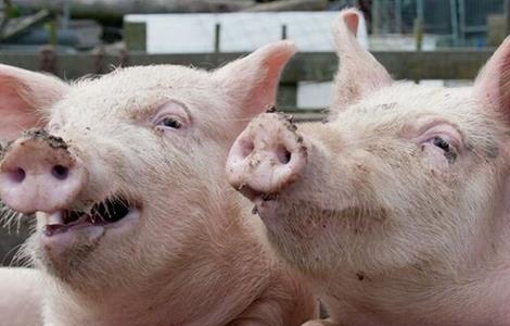 猪呼吸道疾病怎么治疗(猪呼吸道疾病怎么治疗方案)