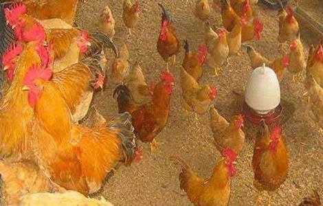 发酵床养鸡有什么好处 发酵床养鸡的制作方法