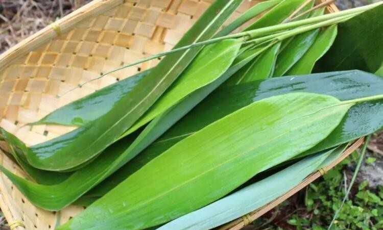 芦苇叶怎么保存（芦苇叶怎么保存长期）