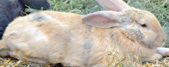 有啥办法能防止野兔吃农作物 有啥办法能防止野兔吃农作物呢