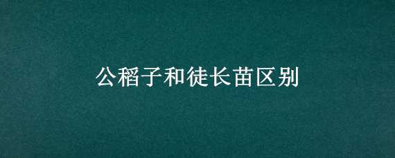 公稻子和徒长苗区别（稻苗有公稻是什么原因）