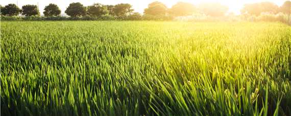水稻的生长环境有哪些要求（水稻的生长环境有哪些要求呢）