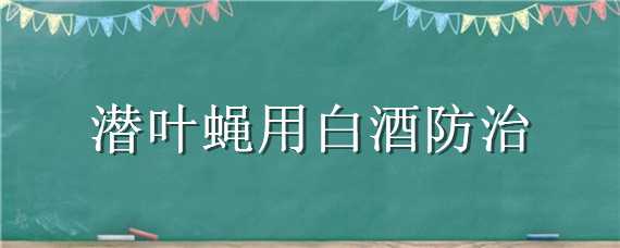 潜叶蝇用白酒防治 潜叶蝇用白酒防治什么病