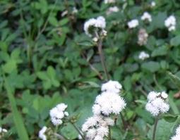 白花藿香蓟的功效与作用 白花藿香蓟的功效与作用是什么