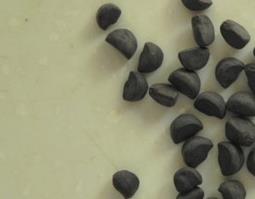 牵牛子图片（牵牛子图片大全大图）