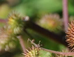 苍耳子能治鼻炎吗 苍耳子真的可以治疗鼻炎吗