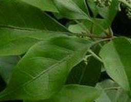 中药牡荆叶的功效与作用 牡荆叶子的功效与作用