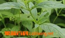 玄参的功效与作用及食用方法 玄参的功效与作用吃法大全