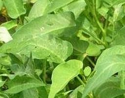 蕹菜干的功效与作用（生菜干的功效与作用）