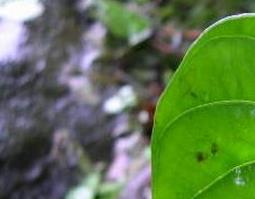 黄药子图片（黄药子图片 别名）