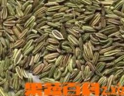 小茴香有哪些功效与作用 小茴香有哪些功效与作用禁忌