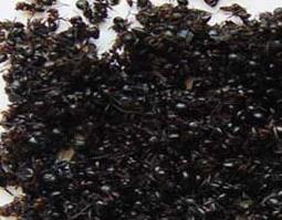 黑蚂蚁的功效与作用 黑蚂蚁的功效与作用,禁忌和食用方法