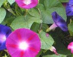 牵牛的功效与作用 牵牛子的功效与作用