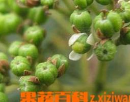 吴茱萸图片(吴茱萸图片大全高清图片)