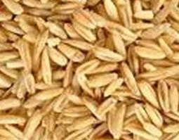 大麦芽的功效与作用 炒熟的大麦芽的功效与作用