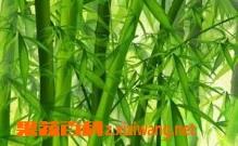 竹叶煮水的功效与作用 茅草根和竹叶煮水的功效与作用