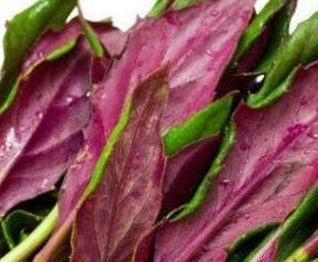 雪皮菜/紫背菜的营养价值与常见吃法 紫背菜百科