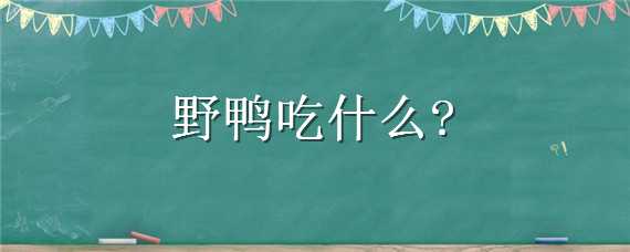 野鸭吃什么 野鸭吃什么能药晕