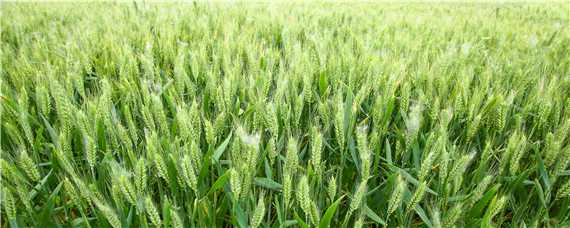 小麦白穗的原因及防治方法 引起小麦白穗的病害