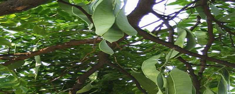 皂角树种植前景怎么样（皂角树的种植前景如何）