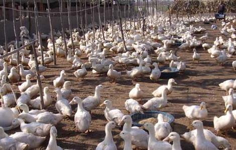 肉鸭养殖如何节省饲料 肉鸭养殖如何节省饲料利润