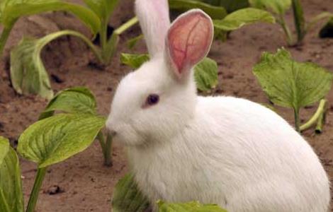 新手养兔的几个小忌讳 新手怎么养兔,养什么兔好?