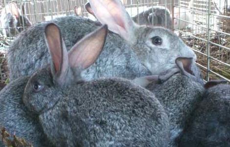 兔粪的利用及处理方法 兔粪的利用及处理方法有哪些