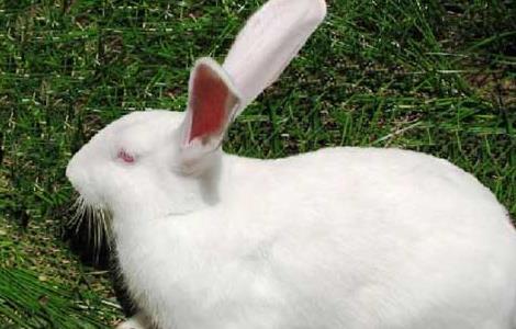 野兔养殖的兔舍环境要求（野兔养殖的兔舍环境要求是什么）