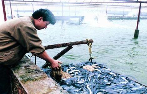 鳗鱼常见疾病及防治（鳗鱼常见疾病及防治方法）