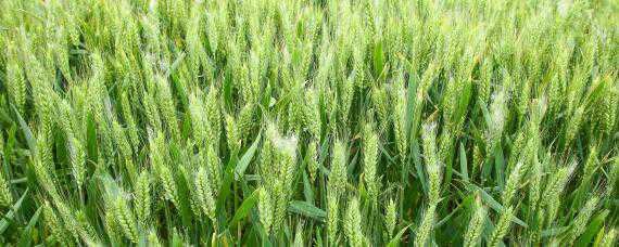 小麦测产方法和步骤 小麦测产的主要步骤