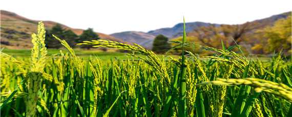 旱稻一亩收多少斤 旱稻一亩收多少斤谷子