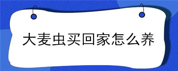 大麦虫买回家怎么养 大麦虫买回家怎么养殖