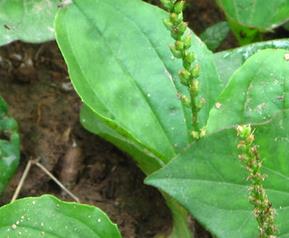 哪些野菜能治癌症（哪些野菜能治癌症与虫儿飞）