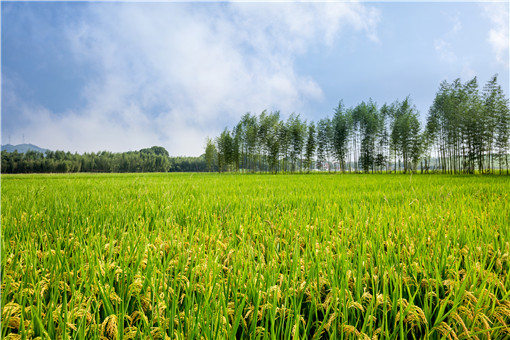 杂交水稻和转基因水稻的区别是什么 杂交水稻和转基因水稻有什么区别?