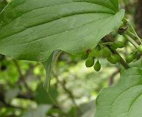 牛尾菜的营养价值与功效（牛尾菜的营养价值与功效作用）