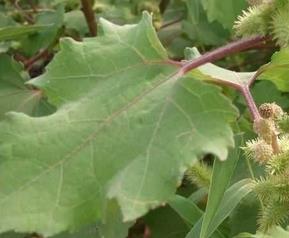 哪些野菜不能吃 哪些野菜不能吃有毒