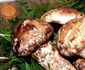松耸菌的功效和作用,松耸菌的吃法 松菇的作用