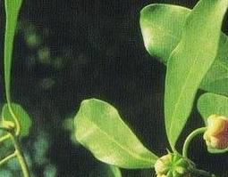 小茴香的功效 小茴香的功效与副作用