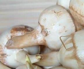 慈菇的功效和作用 慈菇的功效和作用及禁忌