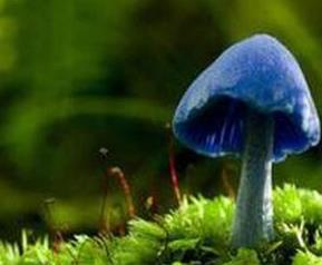 天蓝蘑菇的功效和作用（天蓝蘑菇的功效和作用及禁忌）
