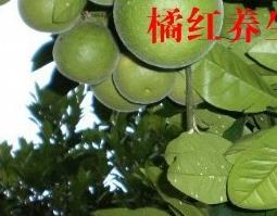 化橘红的功效与作用（化橘红的功效与作用及禁忌症）