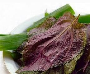 紫苏子叶的功效与作用及食用方法（紫苏叶子的功效与作用及禁忌）