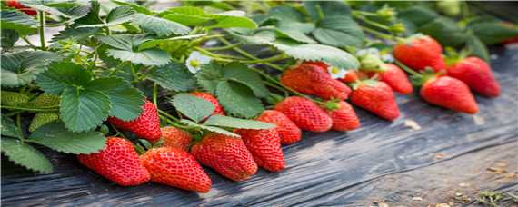 草莓种植技术 草莓种植技术在哪可以学