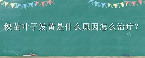 秧苗叶子发黄是什么原因怎么治疗（秧苗叶子发黄是什么原因怎么治疗水稻根发黑怎么办）