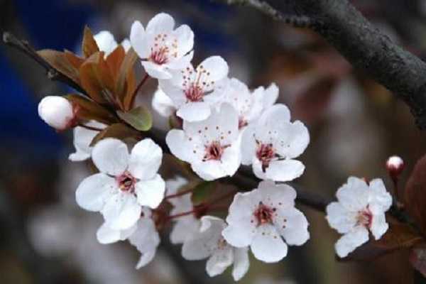 樱花什么季节开，盛开时间是几月份（樱花盛开的季节是几月份）