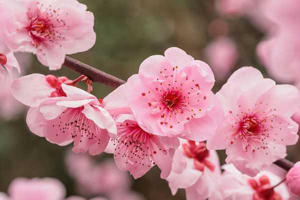 梅花什么时候开的，一年可以开几次 梅花什么时候开的,一年可以开几次啊