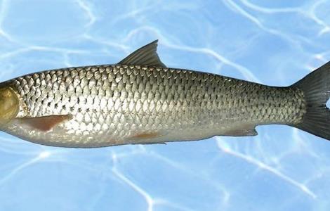 赤眼鳟鱼商品成鱼养殖技术 赤眼鳟高产养殖技术