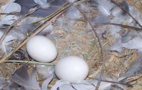 鸽子无精蛋增多的怎么办 鸽子连续产蛋出现无精怎么办
